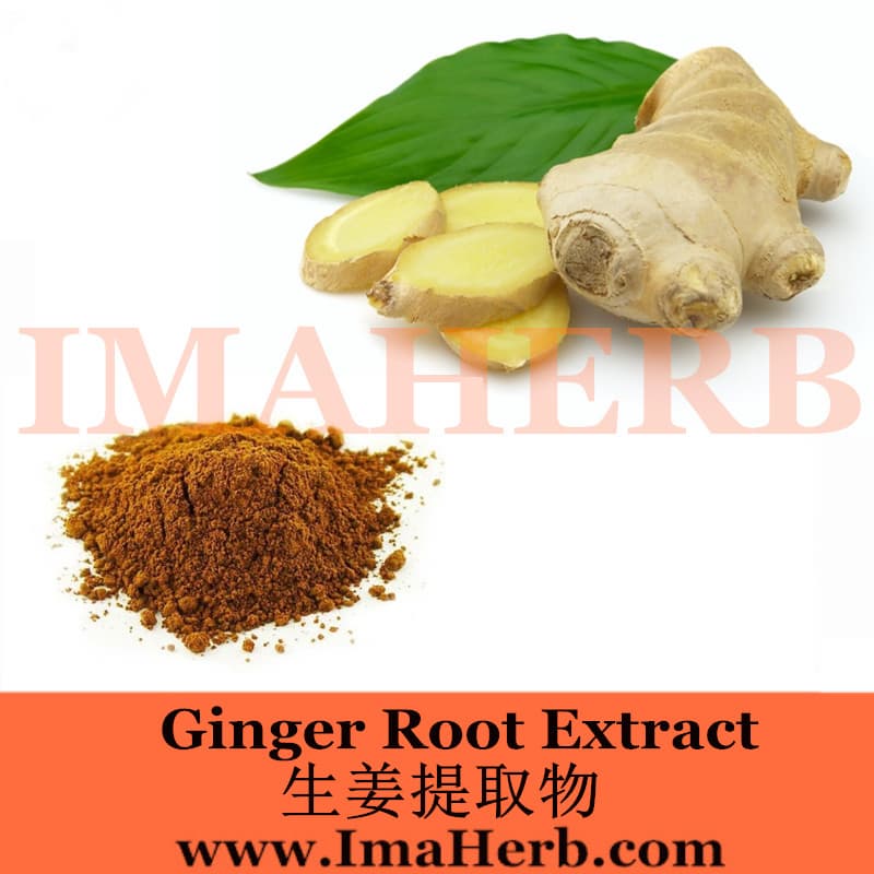 Halal Approved  pharmaceutical grade ginger extraCT